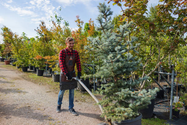 Best Emergency Tree Removal  in Baywood, NY